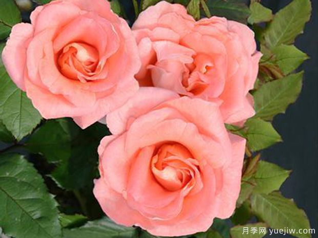 玛蒂尔德月季(图2) 玛蒂尔德月季(图2)