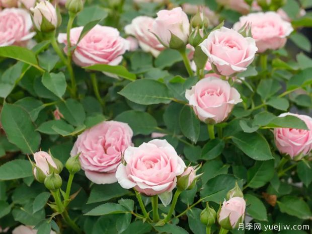 处女座月季(图2) 处女座月季(图2)