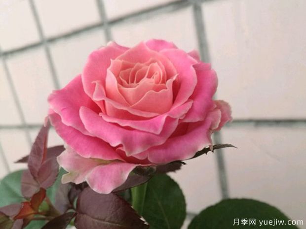 白羊座月季(图3) 白羊座月季(图3)