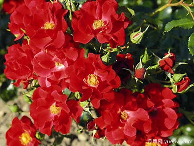 斗牛士月季(图1) 斗牛士月季(图2)