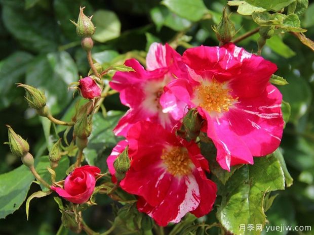 珠穆朗玛之子月季(图1) 珠穆朗玛之子月季(图1)