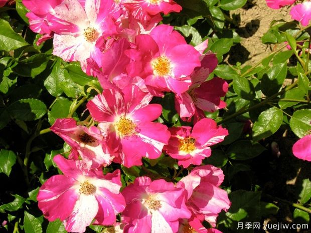 珠穆朗玛之子月季(图2) 珠穆朗玛之子月季(图2)