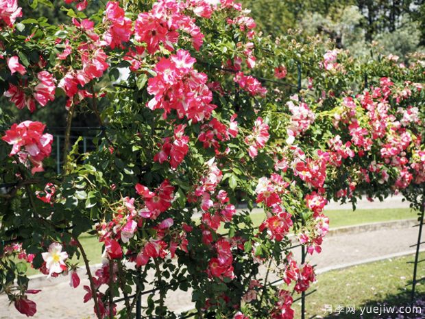 珠穆朗玛之子月季(图4) 珠穆朗玛之子月季(图3)