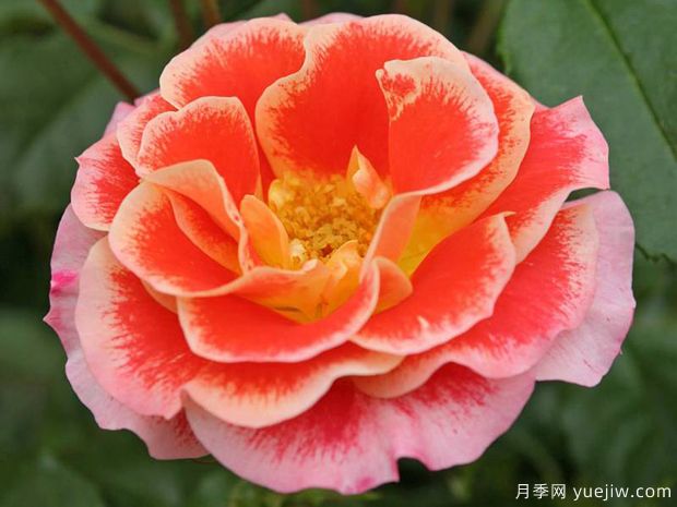 点彩画月季/喷枪月季(图3) 点彩画月季/喷枪月季(图1)