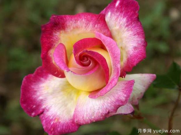 甜蜜喜悦月季(图2)