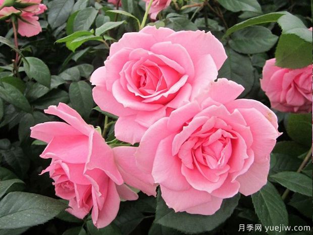 你真美丽月季的优缺点是什么？(图1)