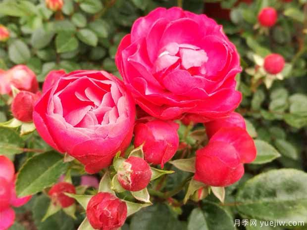 红柯斯特月季/红科斯特月季(图4)