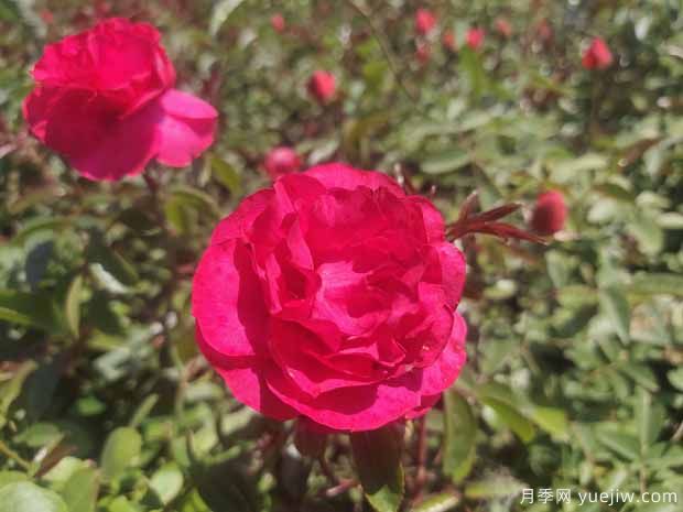 红柯斯特月季/红科斯特月季(图1)