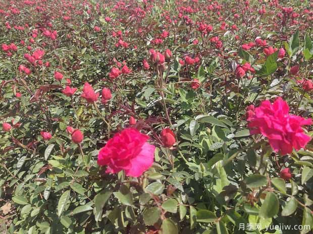 红柯斯特月季/红科斯特月季(图3)