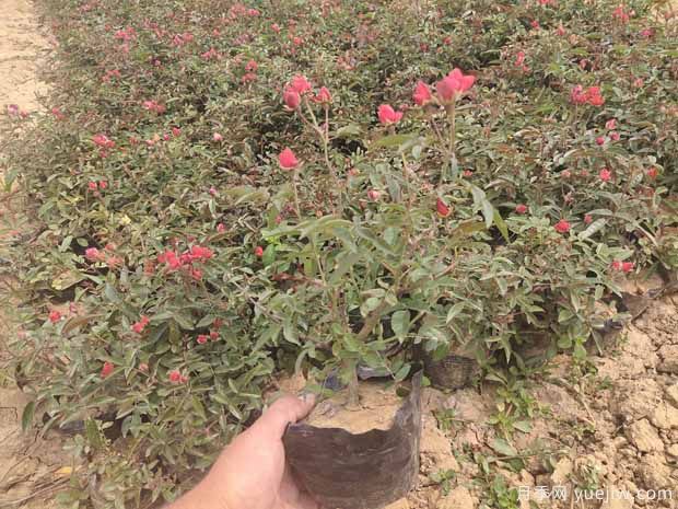 红柯斯特月季/红科斯特月季(图5)