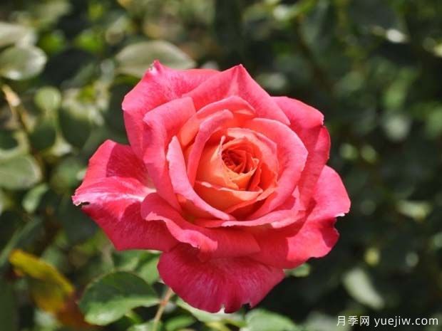 我们的红宝石月季(图1) 我们的红宝石月季(图1)