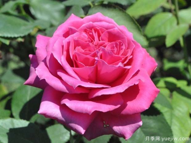 萨莉米歇尔月季(图1) 萨莉米歇尔月季(图1)