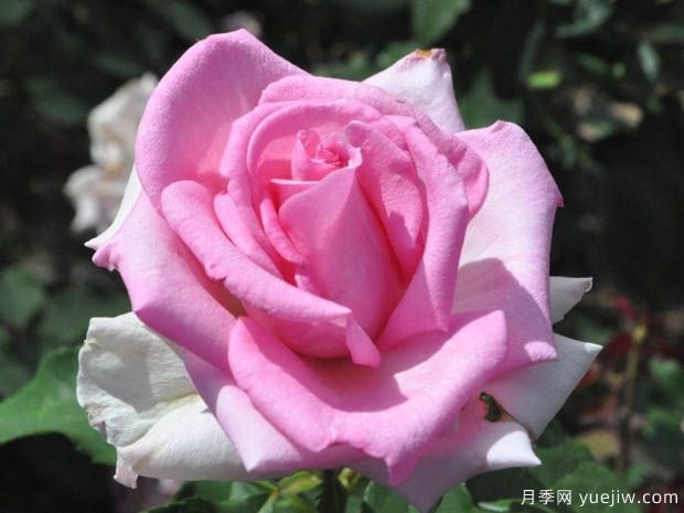 罗马布莱尔月季(图1) 罗马布莱尔月季(图1)