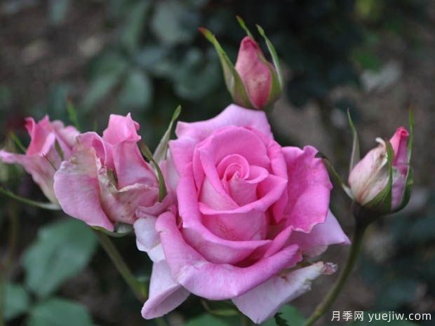 罗马布莱尔月季(图2) 罗马布莱尔月季(图2)