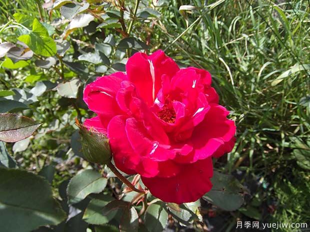 博帕尔火焰月季(图1) 博帕尔火焰月季(图1)