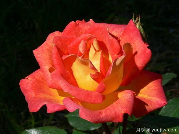 皮卡迪利月季(图2) 皮卡迪利月季(图2)