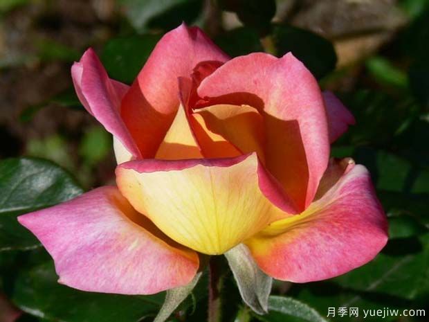 皮卡迪利月季(图3) 皮卡迪利月季(图3)