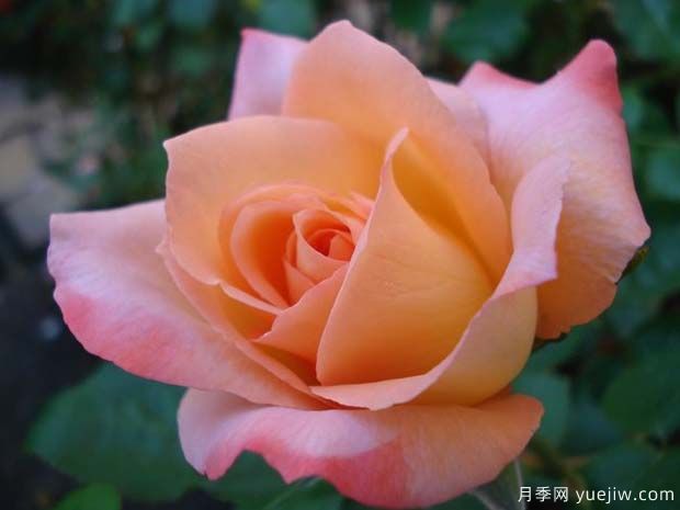 快乐月季(图1) 快乐月季(图1)