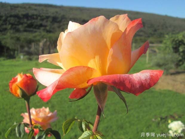快乐月季(图2) 快乐月季(图2)