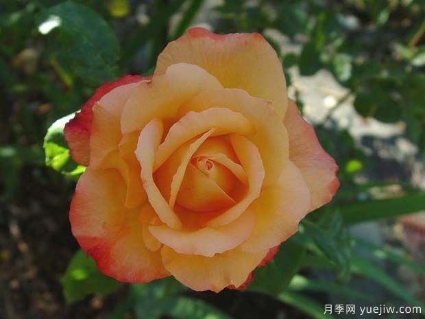 快乐月季(图3) 快乐月季(图3)