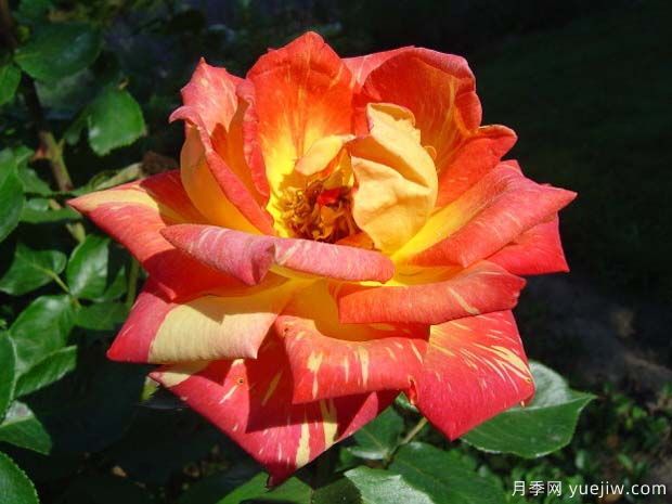 卡里比亚月季/哈里月季(图2) 卡里比亚月季/哈里月季(图2)