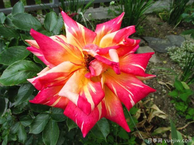 卡里比亚月季/哈里月季(图3) 卡里比亚月季/哈里月季(图3)