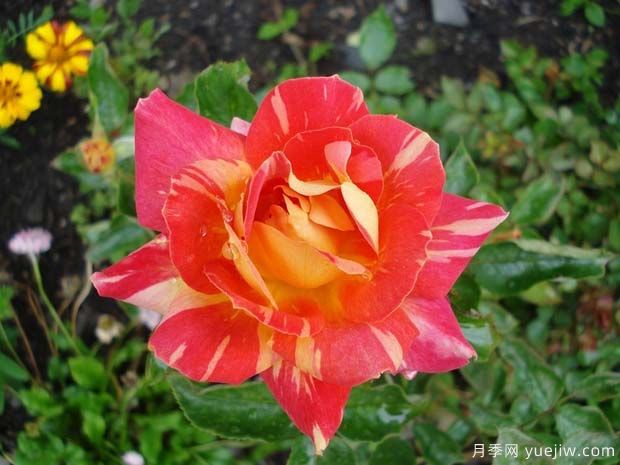 卡里比亚月季/哈里月季(图1) 卡里比亚月季/哈里月季(图1)