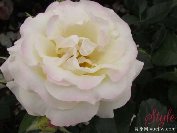 银色庆典月季(图1) 银色庆典月季(图1)
