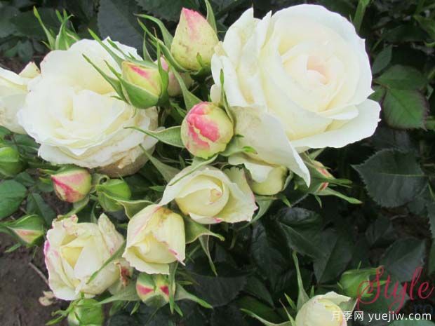 银色庆典月季(图2) 银色庆典月季(图2)