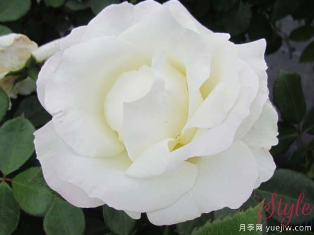 银色庆典月季(图3) 银色庆典月季(图3)