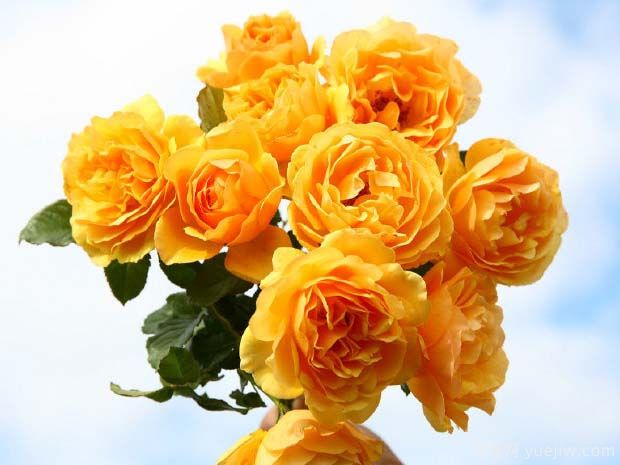 琥珀女王月季/琥珀皇后月季(图2) 琥珀女王月季/琥珀皇后月季(图2)