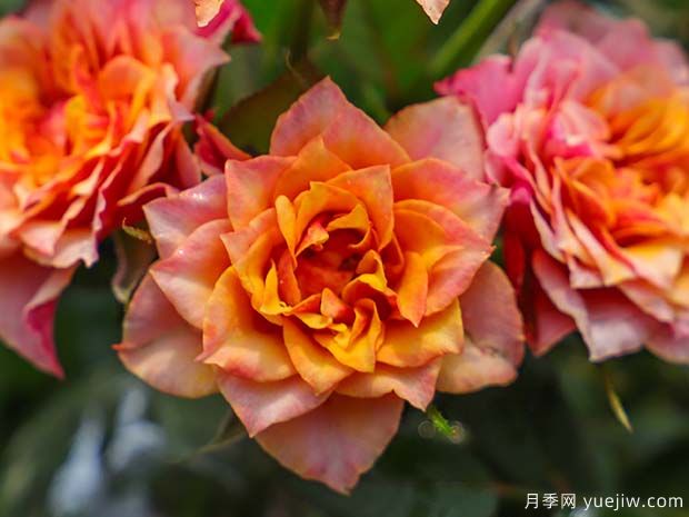 比基尼月季(图1) 比基尼月季(图1)