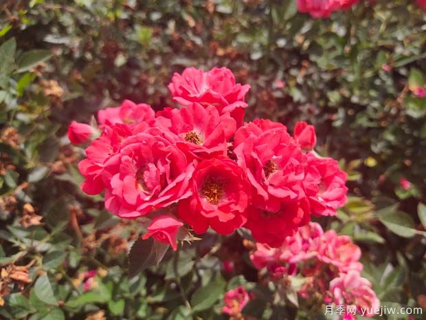 红柯斯特月季/红科斯特月季(图2)