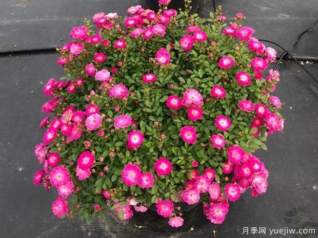紫红微月月季(图1) 紫红微月月季(图1)