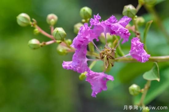 植物专类园带火的苗木有哪些，月季园火了(图3)