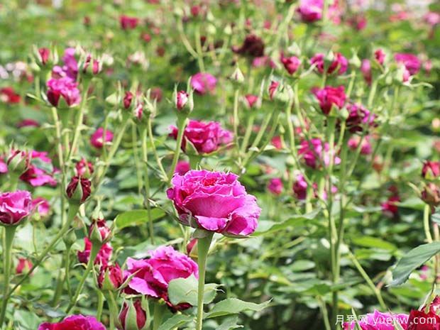 草药月季(图3)
