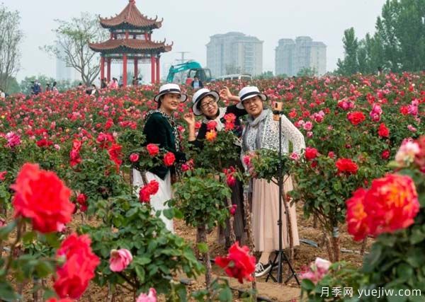 潍坊昌乐：西湖月季五月天 百亩花海采风季(图1)