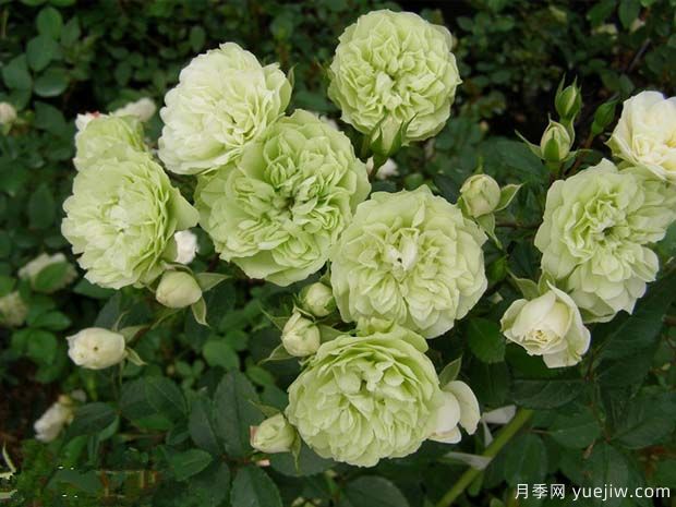 推荐6种绿色系月季品种，清新脱俗，难得一见(图4)