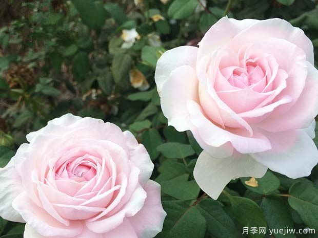 草莓奶昔月季(图1) 草莓奶昔月季(图1)