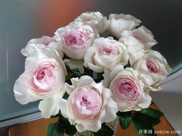 草莓奶昔月季(图4) 草莓奶昔月季(图4)