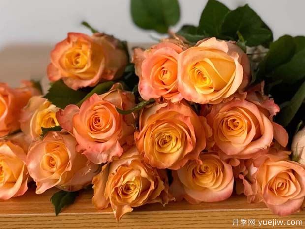 油画蒙娜丽莎月季(图3) 油画蒙娜丽莎月季(图3)