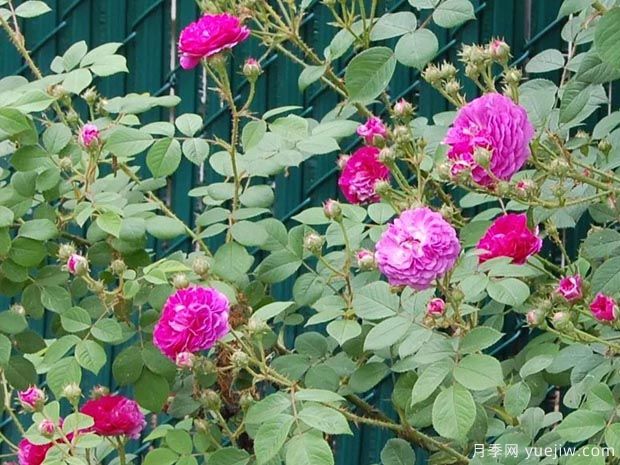 七姊妹蔷薇/十姐妹(图2) 七姊妹蔷薇/十姐妹蔷薇月季(图2)