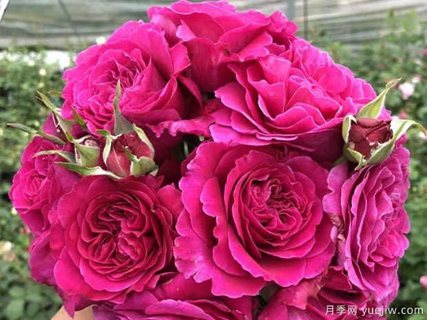 女人香气月季(图1) 女人香气月季(图1)