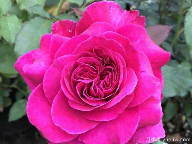女人香气月季(图2) 女人香气月季(图2)