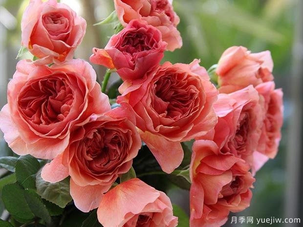 香织装饰月季(图3) 香织装饰月季(图3)