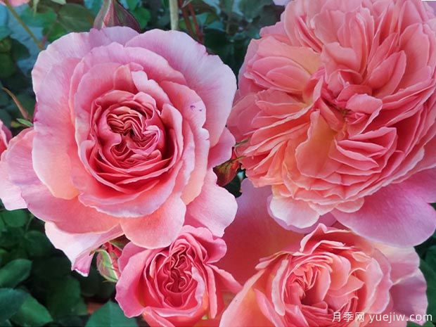 香织装饰月季(图2) 香织装饰月季(图2)