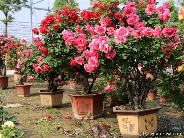 盆栽月季树如何度过炎热夏天？(图1)