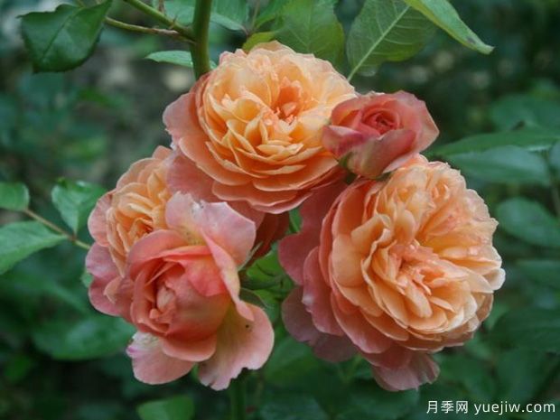 安德烈杜加德月季的优缺点是什么？(图1)