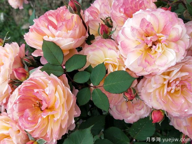 安德烈杜嘉德月季的优缺点是什么？(图1)