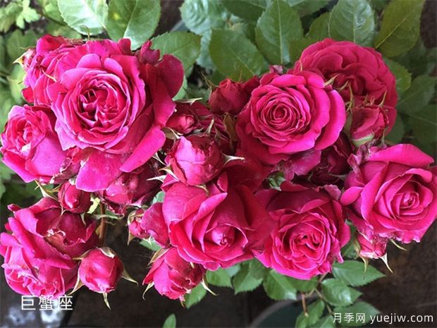 巨蟹座月季(图1) 巨蟹座月季/巨蟹座阳台月季(图1)